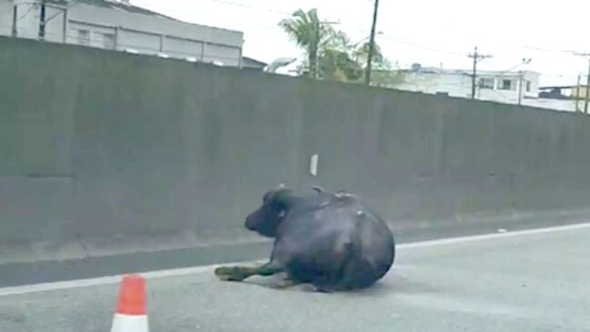 Três dos búfalos morreram na hora e um ficou com as patas quebradas