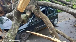 Árvore caiu em cima do carro, por volta das 6h30, desta sexta