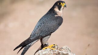 O falcão-peregrino é considerado o mais rápido do mundo, com uma velocidade superior a 320 km/h. (Foto: Wikimedia Commons)