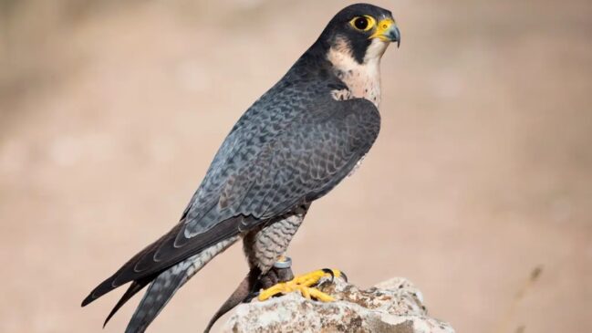 O falcão-peregrino é considerado o mais rápido do mundo, com uma velocidade superior a 320 km/h. (Foto: Wikimedia Commons)