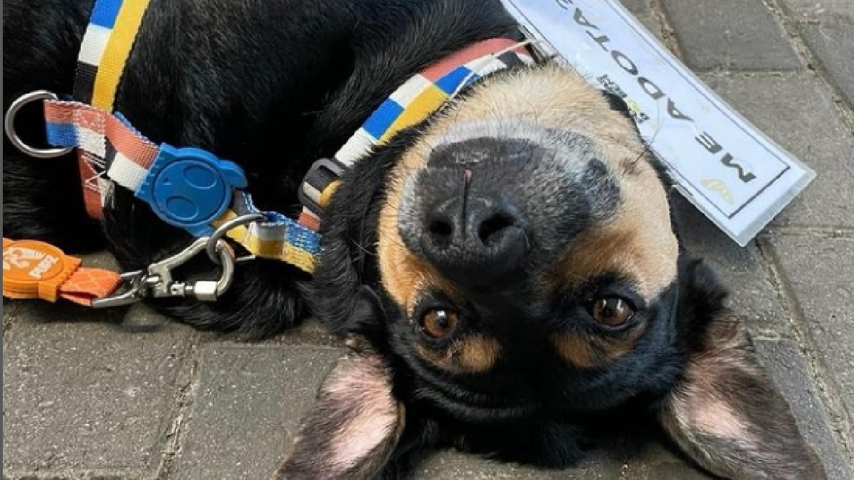 Além de aproximar os animais de possíveis tutores, a iniciativa também reforça a importância da posse responsável