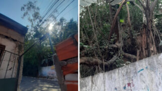 Fotos enviadas pela moradora mostram árvore com risco iminente de desabar