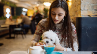 Já não é mais necessário deixar seu amigo de quatro patas em casa para visitar um restaurante em SP