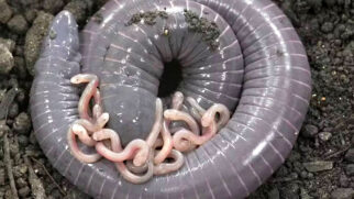 Siphonops annulatus, encontrada no Brasil, é uma espécie rara de anfíbio que bota ovos e alimenta seus filhos com leite