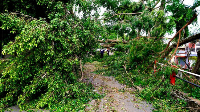 Temporal devastou fiação elétrica e derrubou árvores