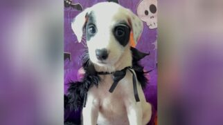 Animais estão para adoção de segunda a sexta das 9h às 13h