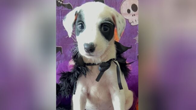Animais estão para adoção de segunda a sexta das 9h às 13h