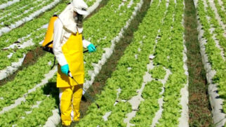Organização Internacional do Trabalho (OIT) afirma que venenos agrícolas causam 70 mil intoxicações agudas e crônicas por ano