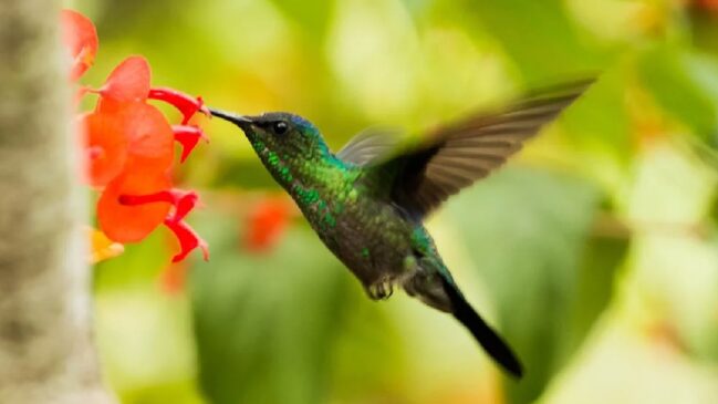 O beija-flor é conhecido por sua beleza e é um símbolo positivo