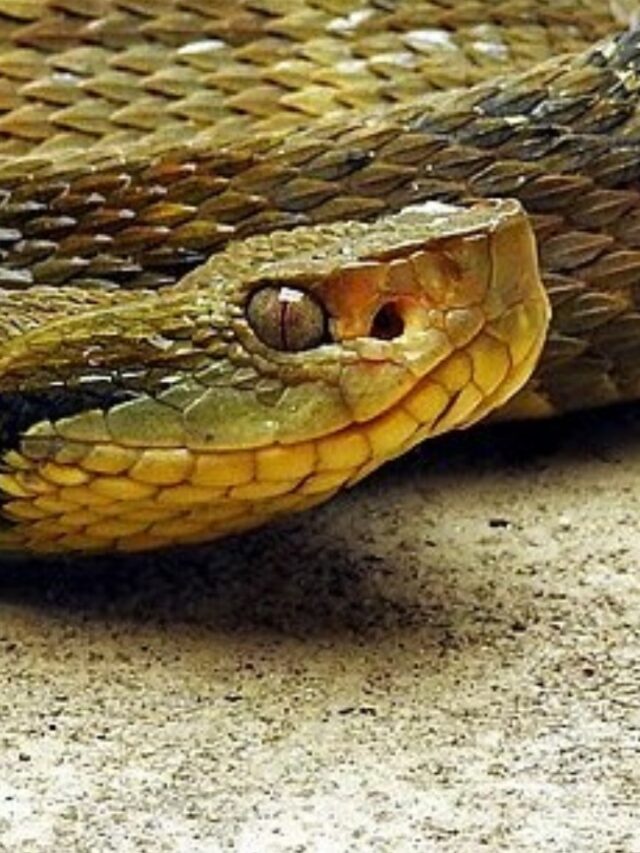 Conheça a cobra que lidera os acidentes ofídicos em SP, com mais de 70% dos ataques