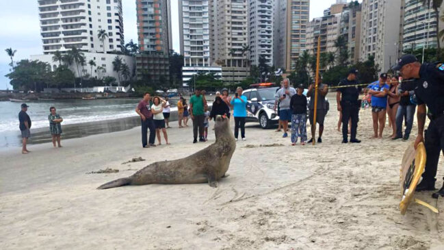 Elefante-marinho surpreendeu banhistas em praia, nesta quarta-feira