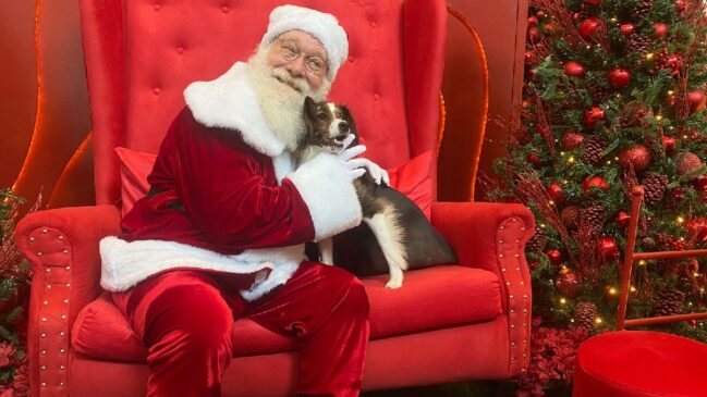 Clarice, do Projeto O Cãodeirante, já visitou o Papai Noel do Shopping Frei Caneca