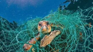 A pesca fantasma, chamada de ghost fishing em inglês, é o que acontece quando os equipamentos desenvolvidos para capturar animais marinhos são abandonados no mar.