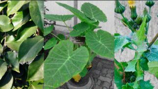 Um estudo feito pela Faculdade de Ciências Farmacêuticas (FCF) da Universidade de São Paulo (USP) revelou que as Plantas Alimentícias Não Convencionais (Pancs) apresentam valor nutricional comparável ou até superior ao de vegetais tradicionais como o espi