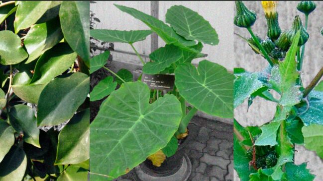 Um estudo feito pela Faculdade de Ciências Farmacêuticas (FCF) da Universidade de São Paulo (USP) revelou que as Plantas Alimentícias Não Convencionais (Pancs) apresentam valor nutricional comparável ou até superior ao de vegetais tradicionais como o espi