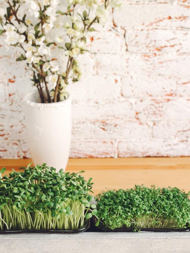 7 temperos para cultivar em apartamentos