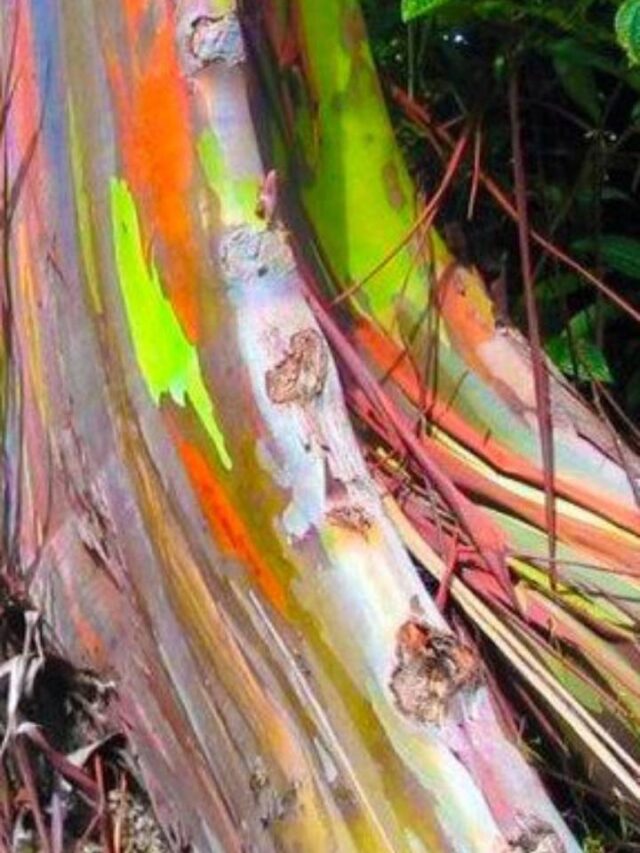 Conheça a árvore arco-íris que cria espetáculo de cores na floresta