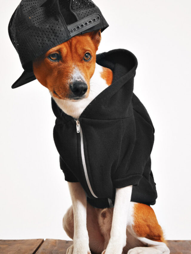 9 coisas que você faz, mas o seu cachorro odeia