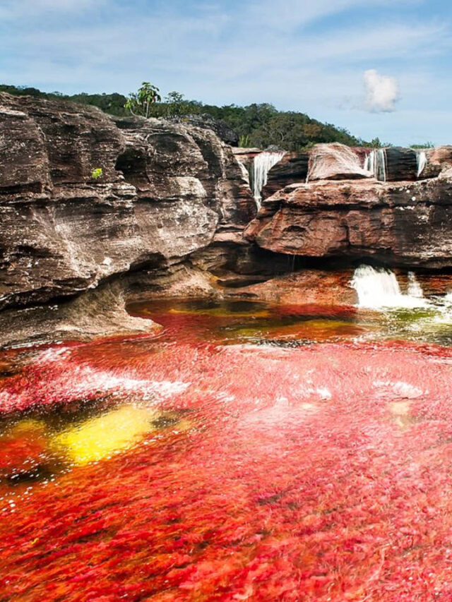 Parece pintura: rio Caño Cristales é tão colorido que inspirou animação da Disney
