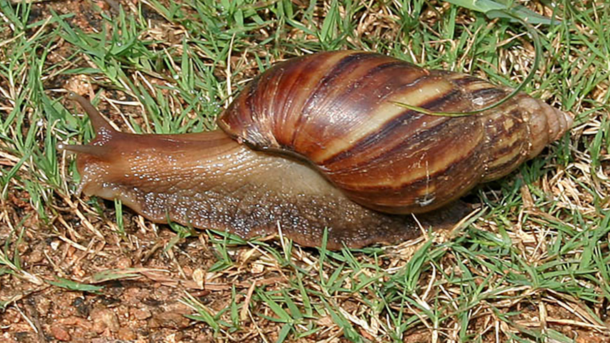 Caramujo africano ameaça biodiversidade e saúde no Brasil