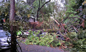 Forte chuva e queda de árvore na rua Francisco Alves Quinta, no Jardim Taboão, na zona sul de São Paulo. Foto: Arquivo pessoal