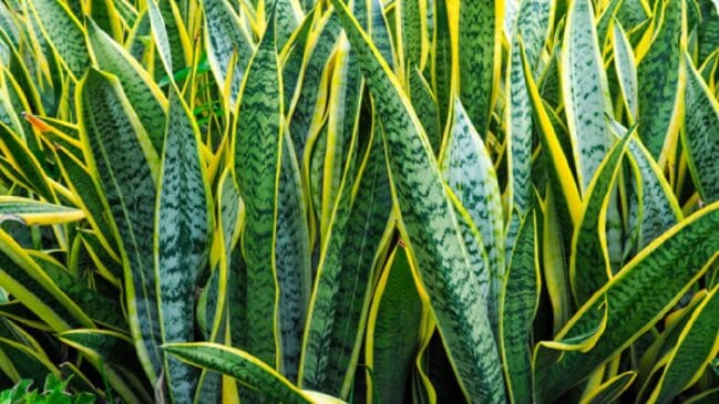 Espada de São Jorge: Uma planta bastante popular, e também com baixa manutenção, a espada de São Jorge absorve substância toxinas como o formaldeído e o benzeno. A planta é originária da África, e é resistente as mais diversas temperaturas, sendo uma escolha ideal para qualquer lugar da sua casa - (Divulgação/Site Weg)