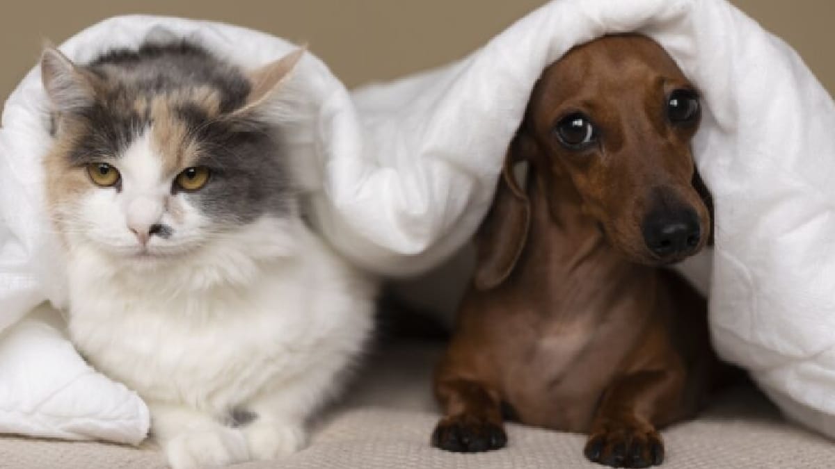 A primeira recomendação é definir se os animais viajarão junto ou ficarão em casa. Para aqueles que ficam, existem opções como hospedagem em hotéis especializados em pets ou estabelecimentos veterinários - (Freepik)