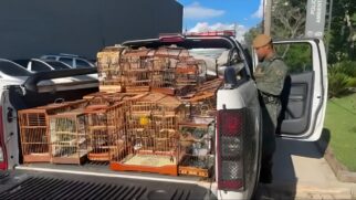 Apreensão de aves silvestres na Grande São Paulo