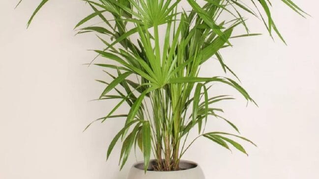 Palmeira-ráfis: Esta planta originária da Ásia é eficiente em remover formaldeído, benzeno, tricloroetileno e xileno dos ambientes. A palmeira-ráfis se adapta melhor a temperaturas amenas e um ambiente sem luz direta. Mas, atenção: pode chegar a três metros de altura - (@biofilico.almacen/Reprodução/Instagram)