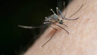 Atrair mosquitos é algo que, infelizmente, está ligado de maneira corriqueira ao cotidiano dos seres humanos