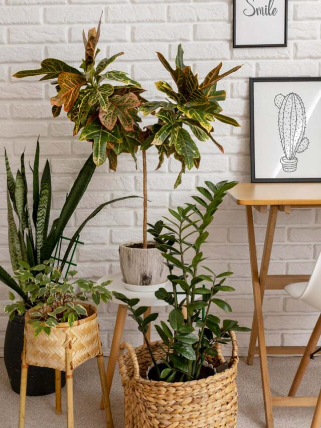 7 plantas que devem ficar fora de casa para ter sorte no Ano Novo