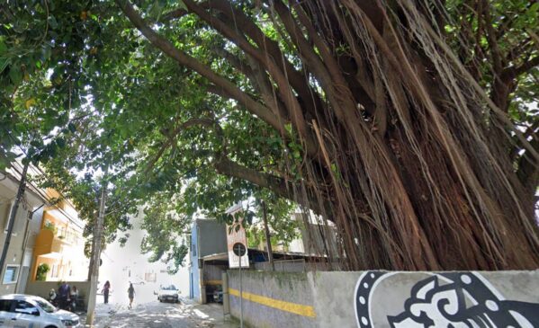 Moradores dizem que árvore centenária na Vila Mariana está em perigo