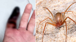 Aranha-marrom, muito comum em ambientes domésticos pode ser muito perigosa