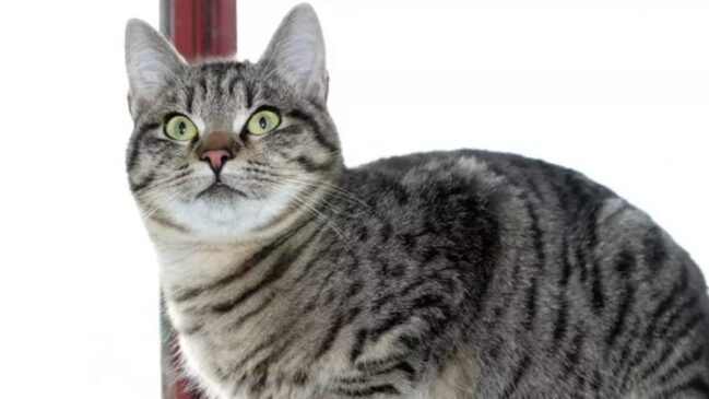 O Brazilian Shorthair possui porte médio, corpo esguio e musculoso, orelhas grandes e olhos expressivos que combinam com a coloração de sua pelagem curta, brilhante e sedosa.
