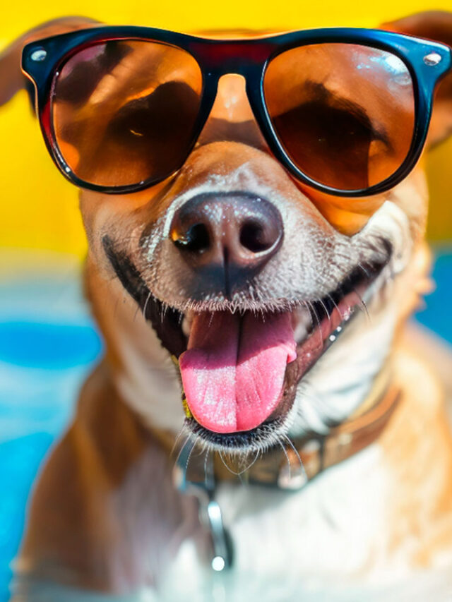 Cuidado com os pets no calor: veja dicas para manter os animais saudáveis