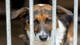 Cachorro triste pode estar com depressão, dizem estudos