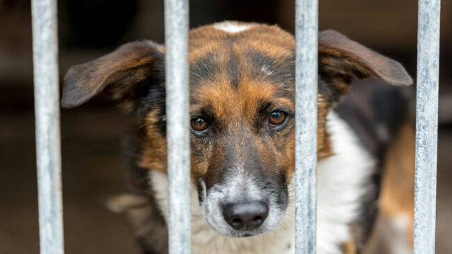 Cachorro triste pode estar com depressão, dizem estudos