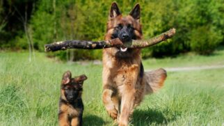 Cuidar de um cachorro idoso exige adaptações no ambiente e nos hábitos.