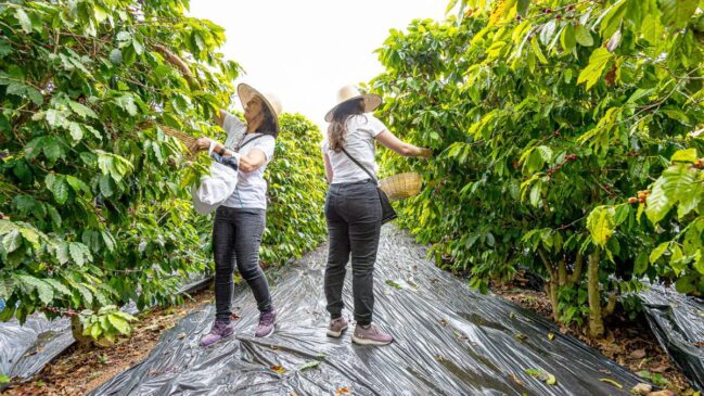 Se a produção de grãos do Brasil fosse distribuída, cada brasileiro teria direito a 1,48 tonelada de alimentos