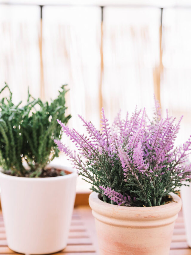 As 10 melhores plantas para afastar insetos de forma natural