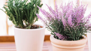 O uso de plantas para afastar moscas e baratas é uma opção de repelente natural