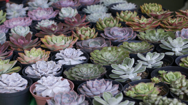 Programação vai até domingo (4/5), e reúne orquidários e produtores de diversas regiões de São Paulo