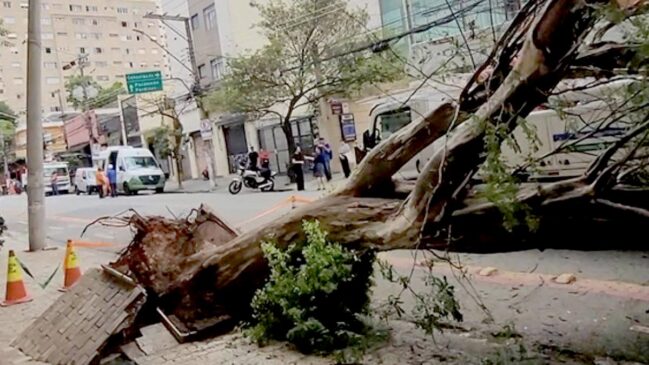 Motorista de um caminhão perdeu o controle da direção, bateu e arrancou uma árvore de grande porte pela raiz