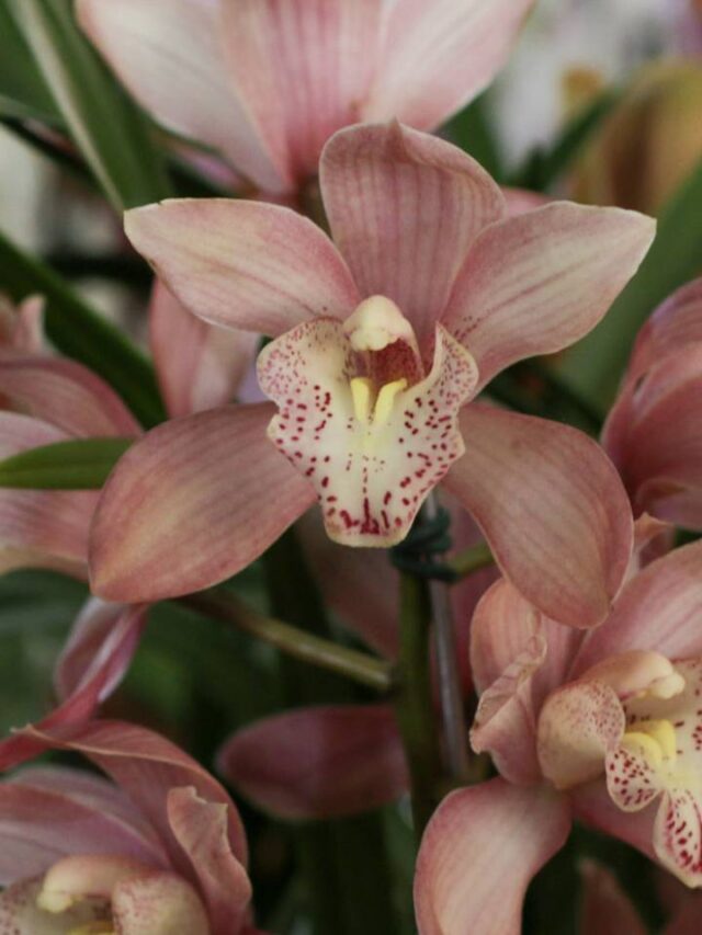 ‘Festival de Orquídeas e Flores’ terá entrada gratuita no litoral de São Paulo