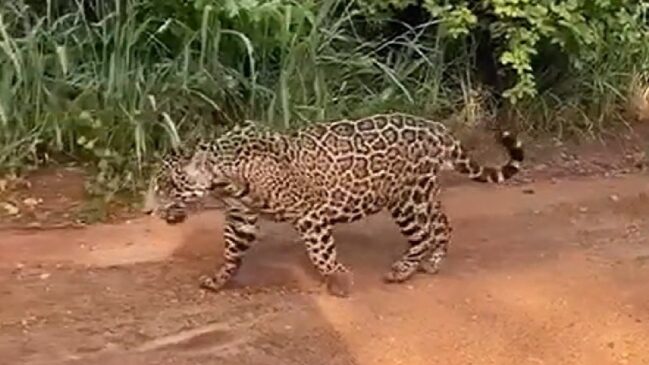 Onça-pintada que apareceu em vídeo relacionado ao bairro de Parelheiros