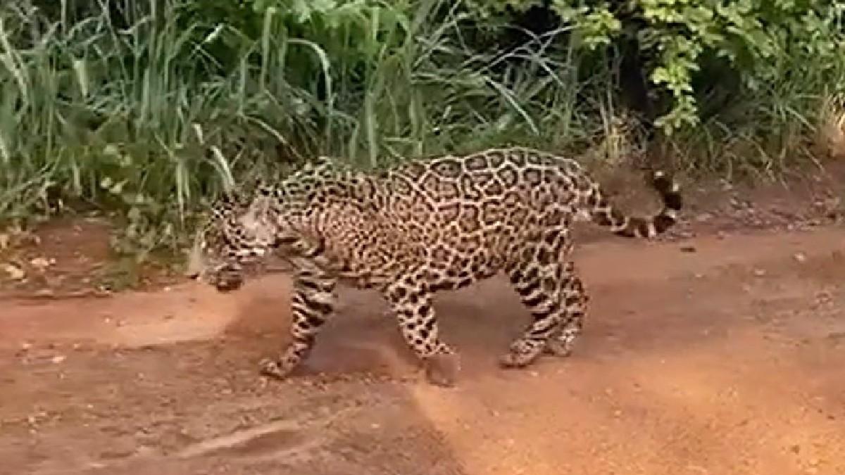 Onça-pintada que apareceu em vídeo relacionado ao bairro de Parelheiros