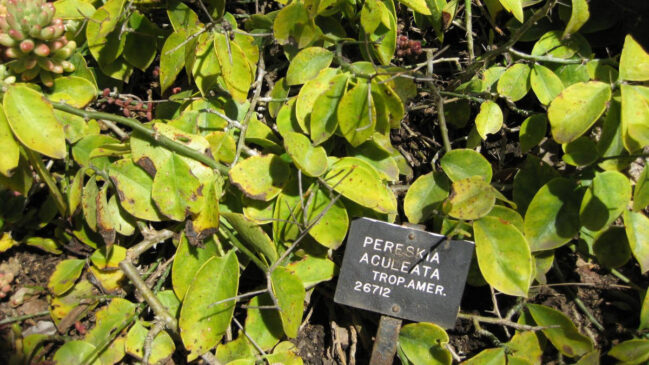 Com ação antioxidante, anti-inflamatória e potencial para promover longevidade, o ora-pro-nobis tem diversos benefícios