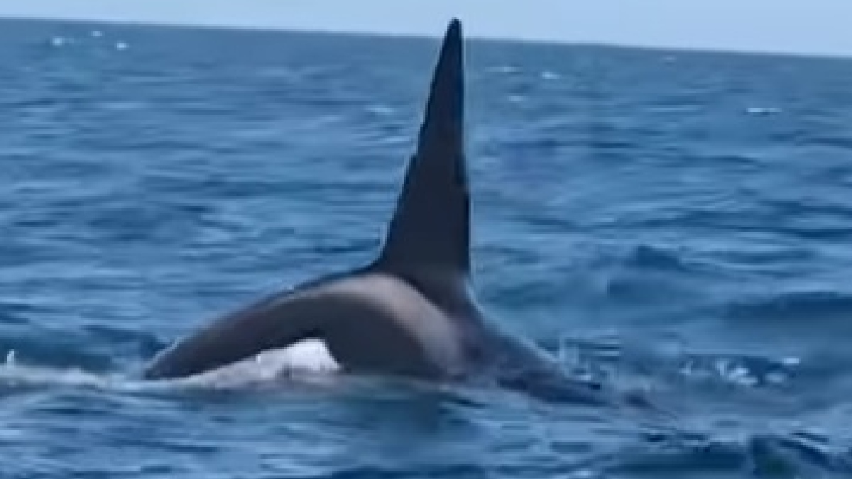 Orcas foram flagradas neste sábado em Ilhabela