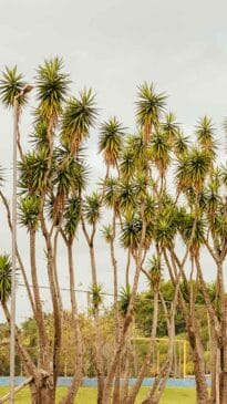 Por lá, é possível caminhar em uma pista em meio a áreas verdes com plantio de árvores nativas - Foto: Daniel Reis/Secretaria do Verde e do Meio Ambiente