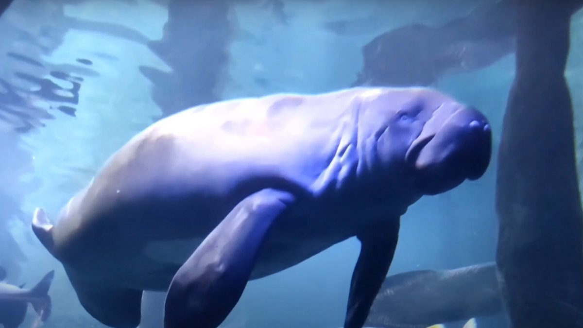 Para os amantes da vida marinha, o tanque dos tubarões é um espetáculo à parte. Ele tem 1 milhão de litros de água salgada e simula um navio naufragado.
